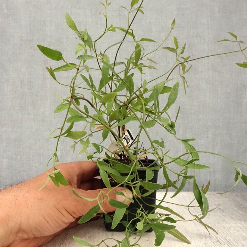 Exemplaar van Clematis flammula - Kleinbloemige clematis Kweekpotje van 8/9 cm zoals geleverd in de zomer