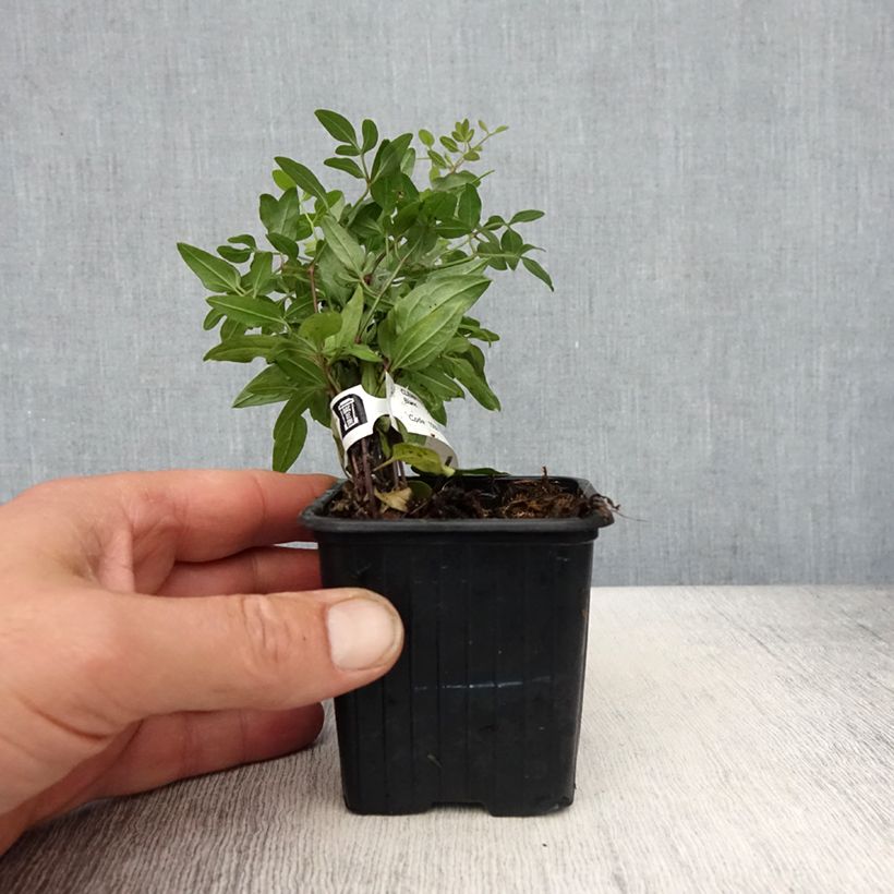 Exemplaar van Clematis flammula - Kleinbloemige clematis Kweekpotje van 8/9 cm zoals geleverd in de lente