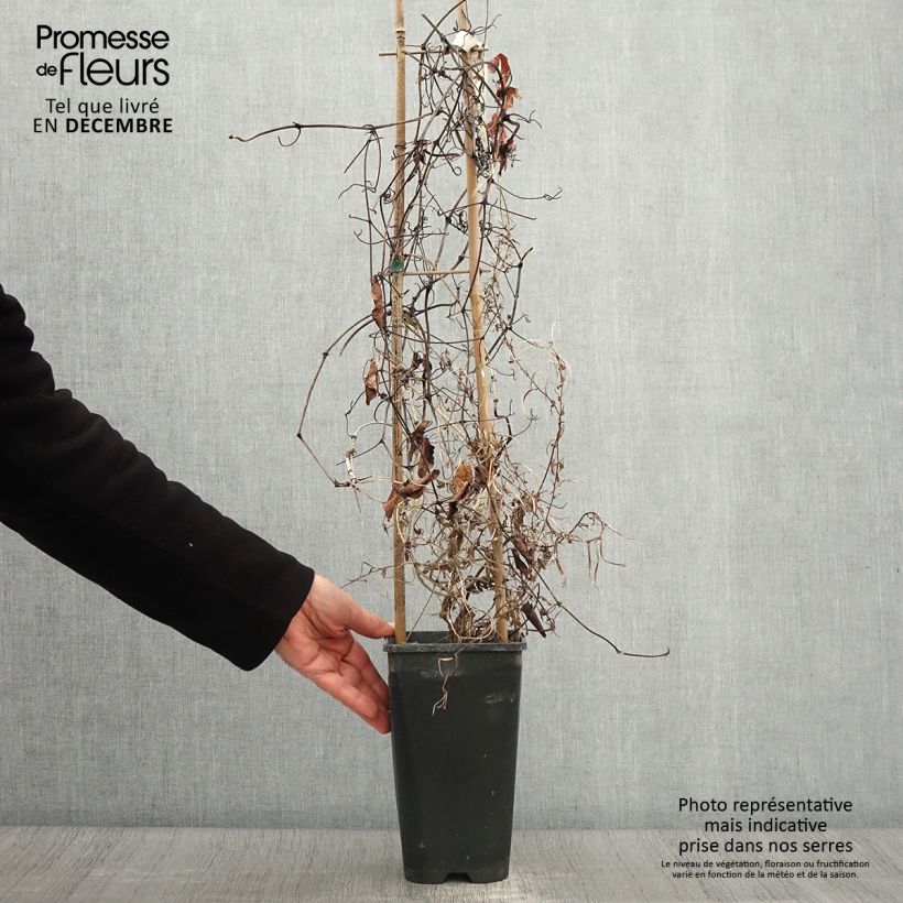 Exemplaar van Clematis Pink Celebration - Grootbloemige clematis Pot van 2 l/3 l zoals geleverd in de herfst