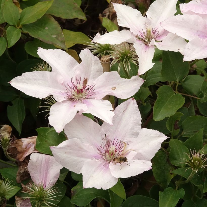 Clematis Pink Fantasy - Grootbloemige clematis (Bloei)