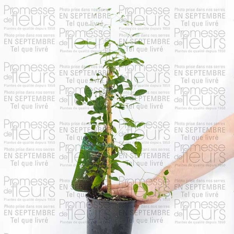 Voorbeeld van een exemplaar van Clématite - Clematis pitcheri Pot de 2L/3L zoals geleverd