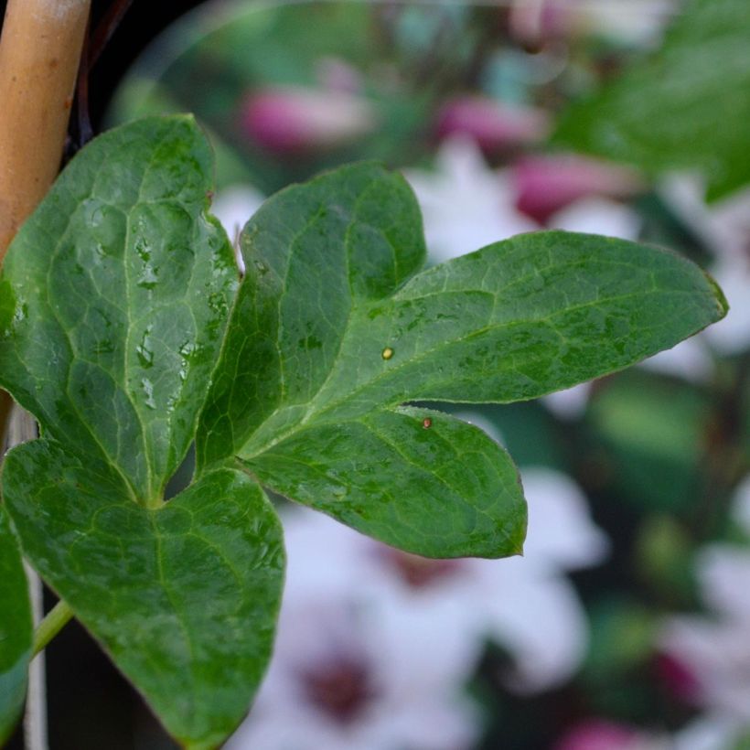 Clematis texensis Princess Kate - Bosrank (Foliage)