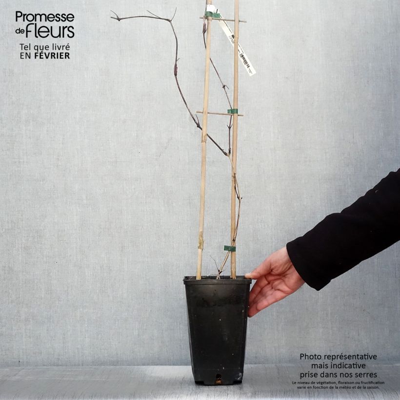 Example of Clématite Saphyra Nancy Pot van 2 l/3 l as you get in hiver