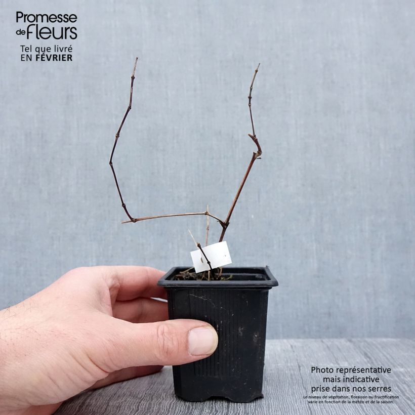 Example of Clematis Saphyra Violetta - Struikclematis Kweekpotje van 8/9 cm as you get in hiver