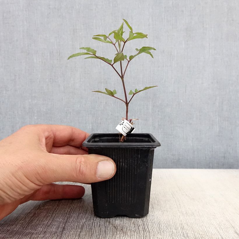 Exemplaar van Clematis Saphyra Violetta - Struikclematis Kweekpotje van 8/9 cm zoals geleverd in de lente