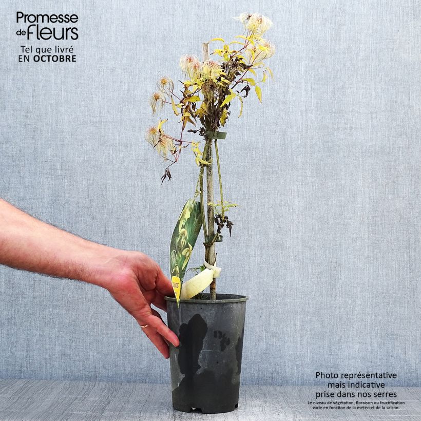 Exemplaar van Clematis serratifolia - Bosrank Pot van 1,5 l/2 l zoals geleverd in de herfst