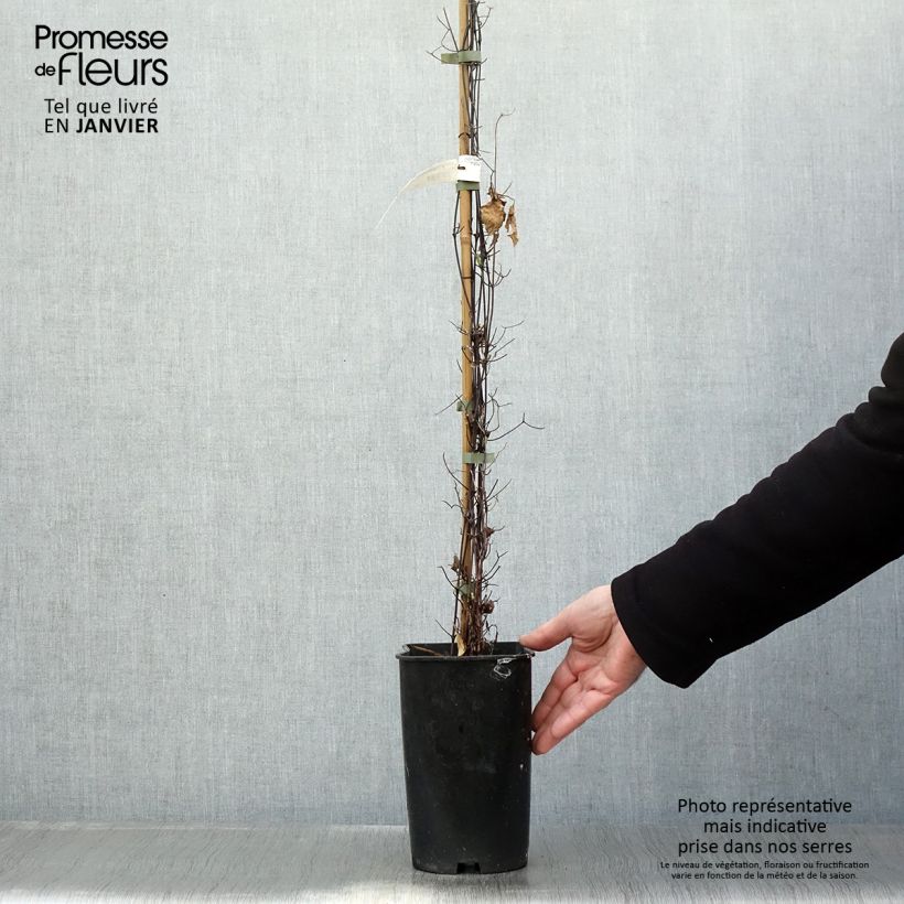 Example of Clématite Sparkler Pot van 2 l/3 l as you get in hiver