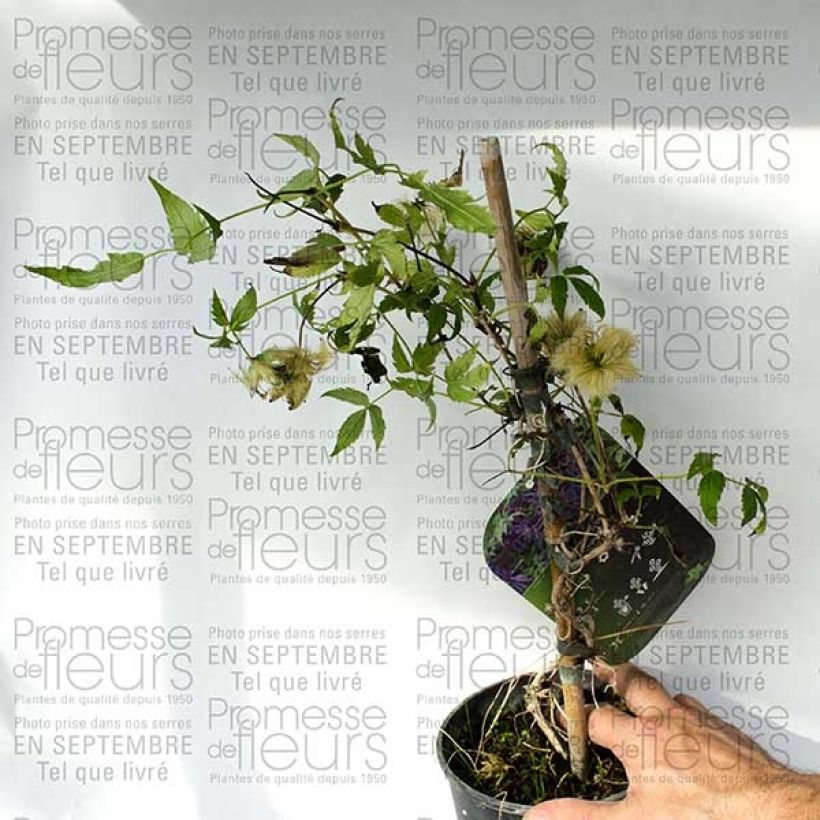 Voorbeeld van een exemplaar van Clématite - Clematis Spiky Pot de 2L/3L zoals geleverd