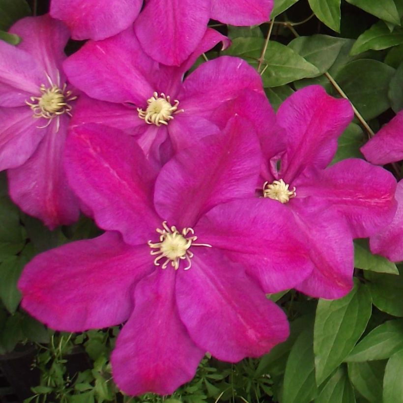 Clematis Sunset - Grootbloemige clematis (Flowering)