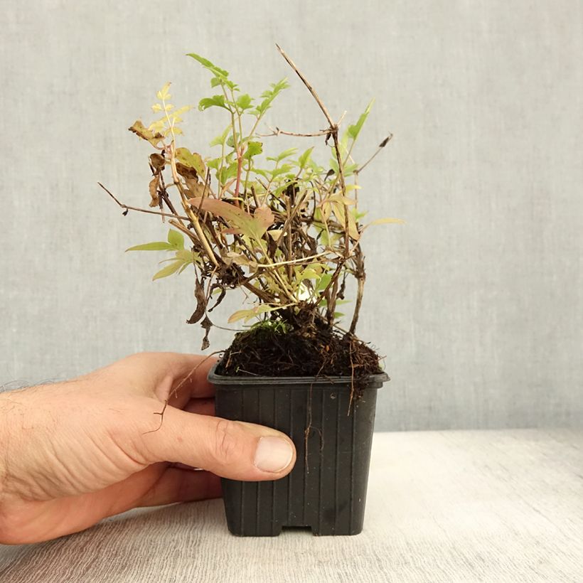 Exemplaar van Clematis tibetana subsp. tangutica - Gouden bosrank Kweekpotje van 8/9 cm zoals geleverd in de herfst