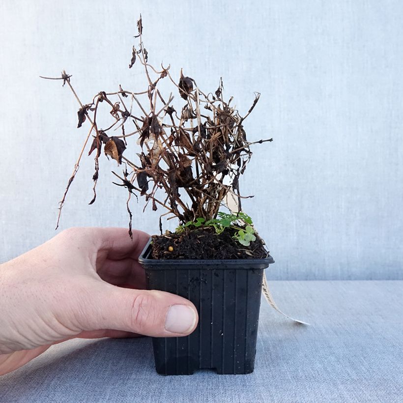 Example of Clématite tangutica Kweekpotje van 8/9 cm as you get in hiver