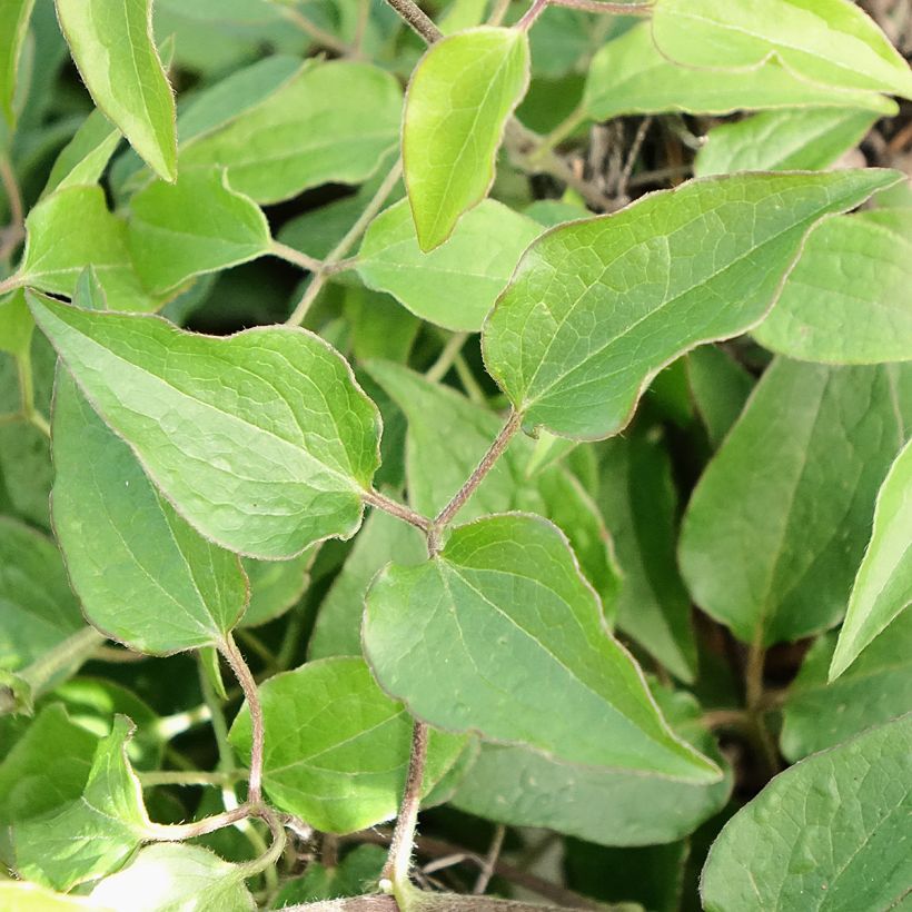 Clematis Tranquilite - Grootbloemige clematis (Blad)