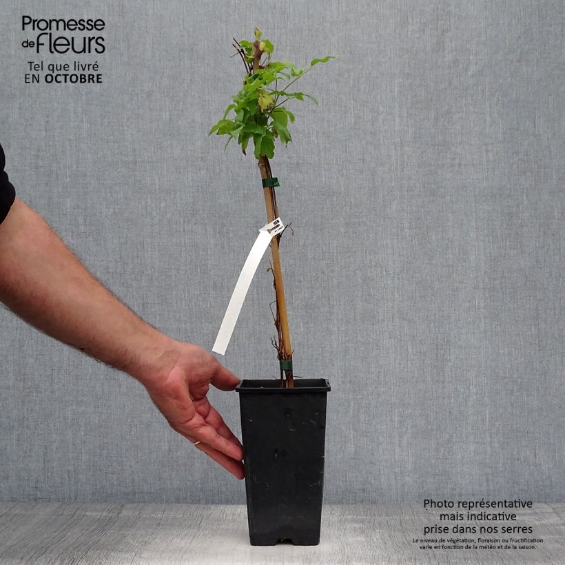 Exemplaar van Clematis viticella Dark Eyes - Italianaanse clematis Pot van 1,5 l/2 l zoals geleverd in de herfst