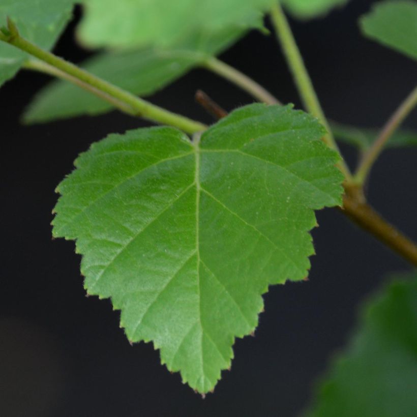 Clematis viticella I am Lady J - Italiaanse clematis (Foliage)