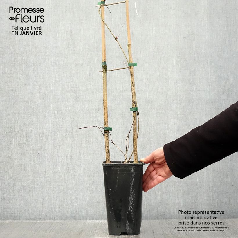 Example of Clématite viticella John Howells Pot van 2 l/3 l as you get in hiver