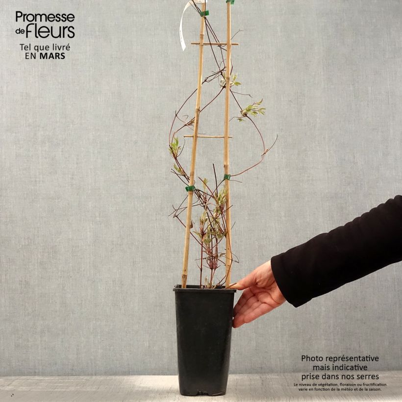 Exemplaar van Clematis viticella John Howells - Italiaanse clematis Pot van 2 l/3 l zoals geleverd in de lente