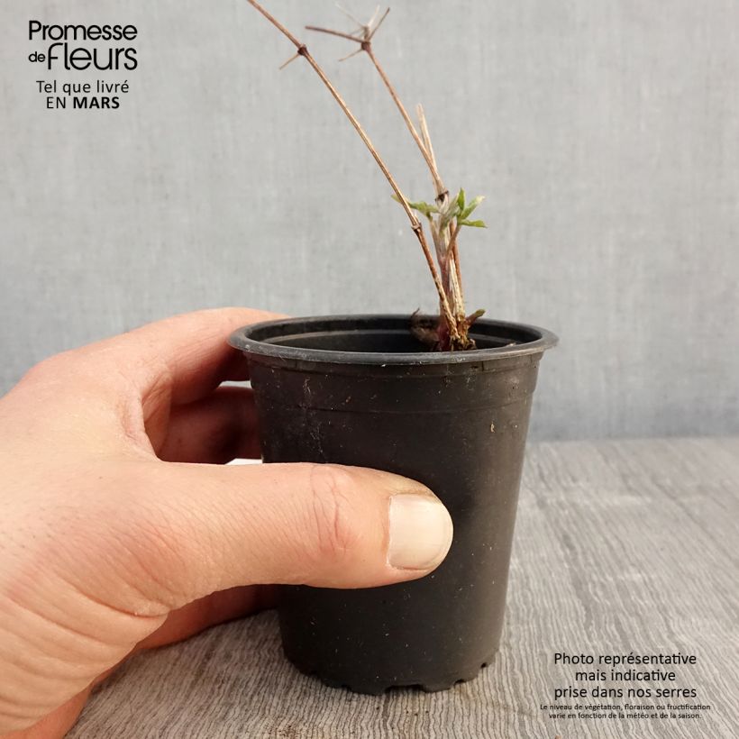 Exemplaar van Clematis viticella Purpurea Plena Elegans - Italiaanse clematis Kweekpotje van 8/9 cm zoals geleverd in de lente