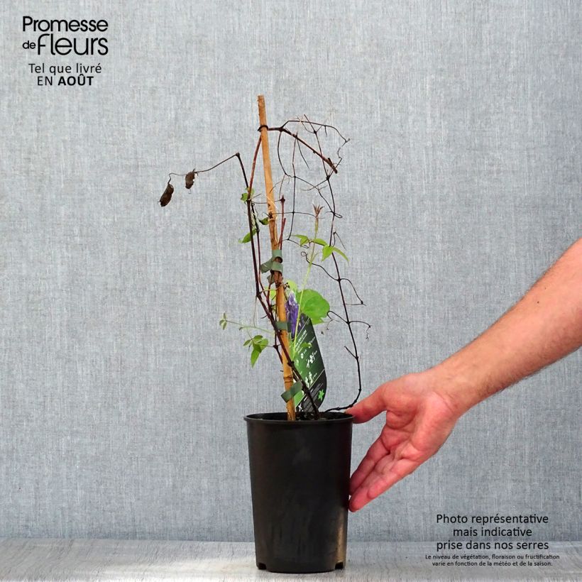 Exemplaar van Clematis patens Viva la Vida - Bosrank Pot van 2 l/3 l zoals geleverd in de zomer