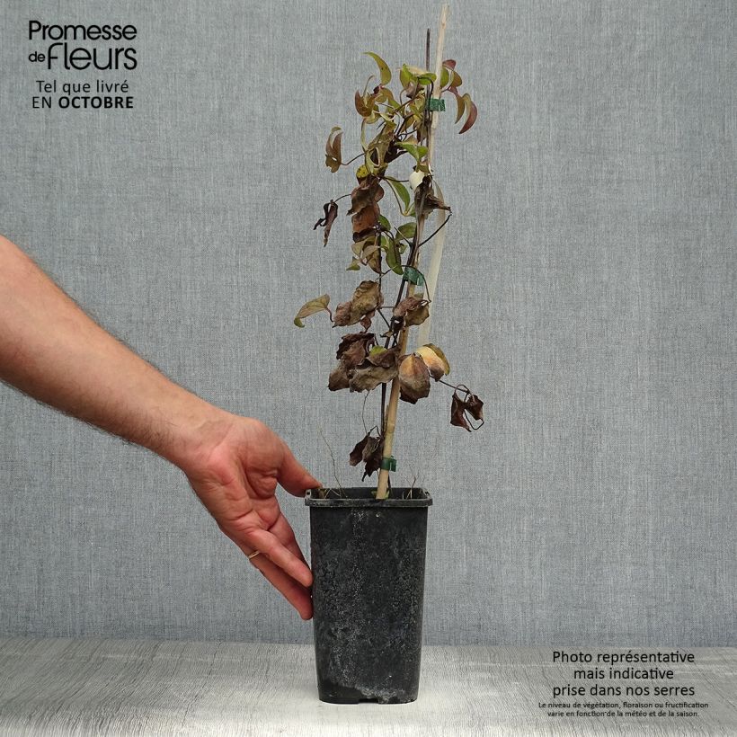 Exemplaar van Clematis Vostock - Grootbloemige clematis Pot van 1,5 l/2 l zoals geleverd in de herfst