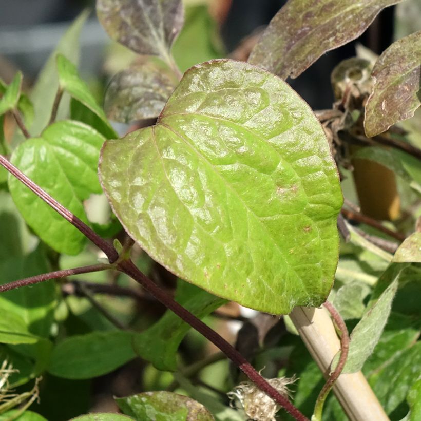 Clematis Wildfire - Grootbloemige clematis (Blad)