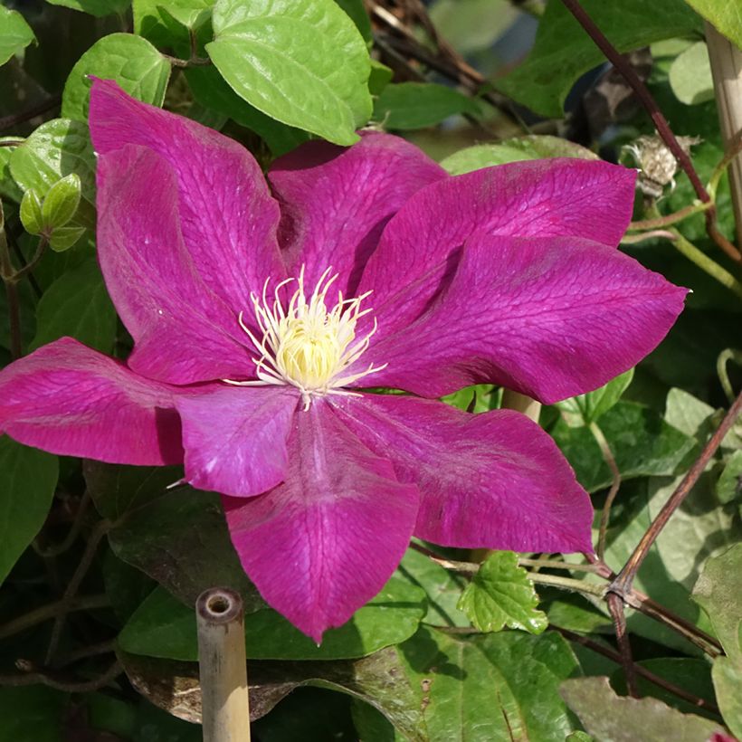 Clematis Wildfire - Grootbloemige clematis (Bloei)