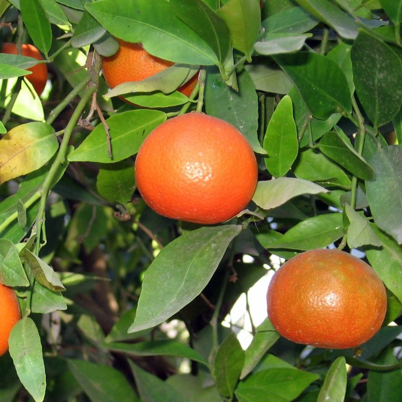 Clementine - Citrus clementina (Oogst)