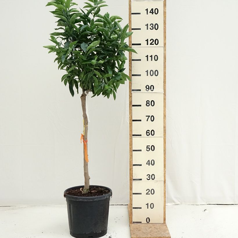 Exemplaar van Clementine - Citrus clementina Pot van 18 l/20 l, Half-hoge stam zoals geleverd in de zomer