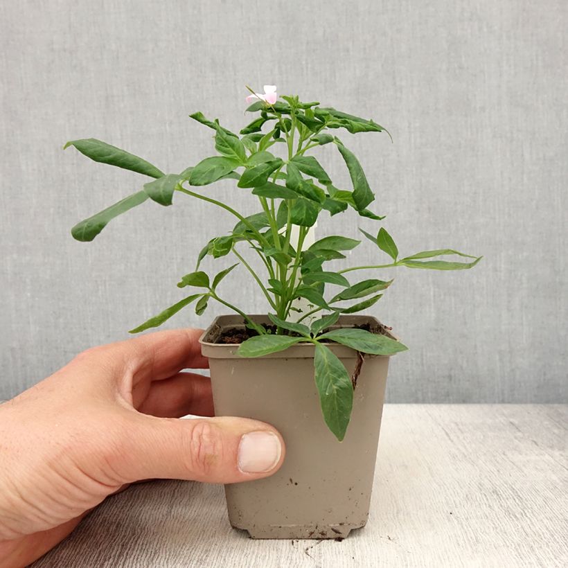 Example of Cléome Senorita Carolina Kweekpotje van 8/9 cm as you get in printemps