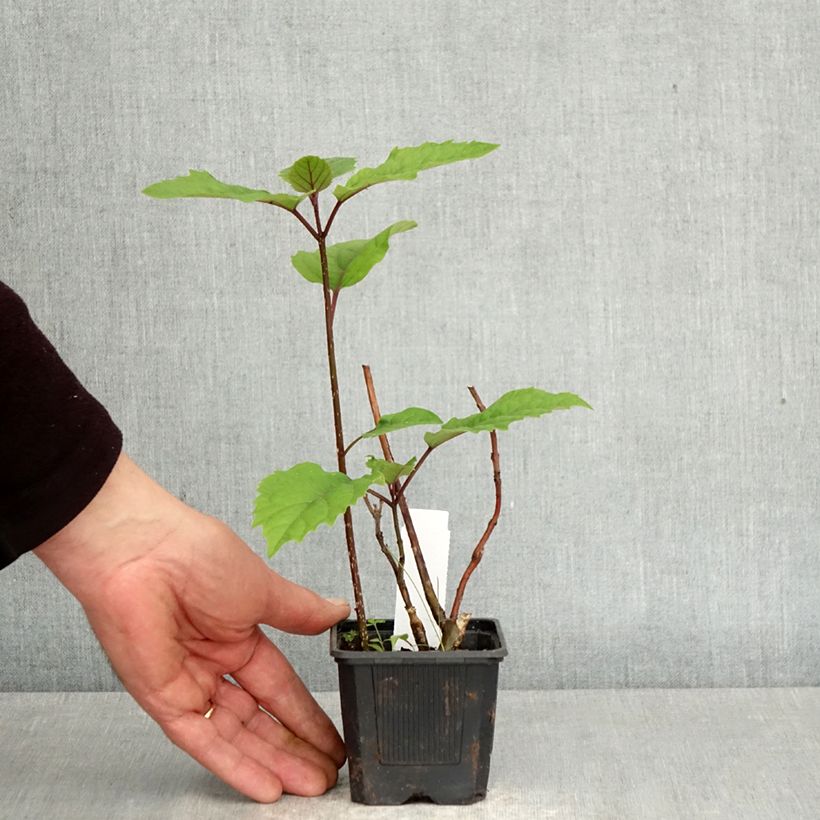 Exemplaar van Clerodendrum bungei - Pindakaasstruik Kweekpotje van 8/9 cm zoals geleverd in de lente