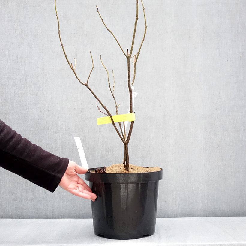 Exemplaar van Clerodendrum bungei - Pindakaasstruik Pot van 7,5 l/10 l zoals geleverd in de winter