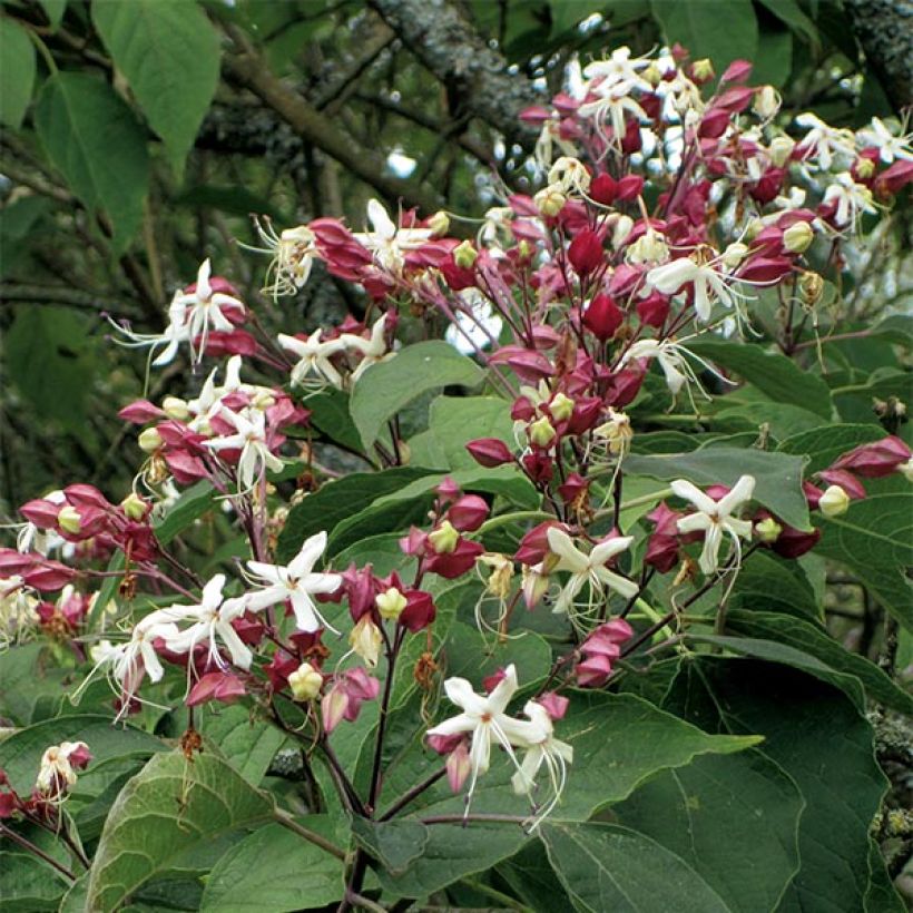 Clerodendrum trichotomum - Kansenboom (Flowering)