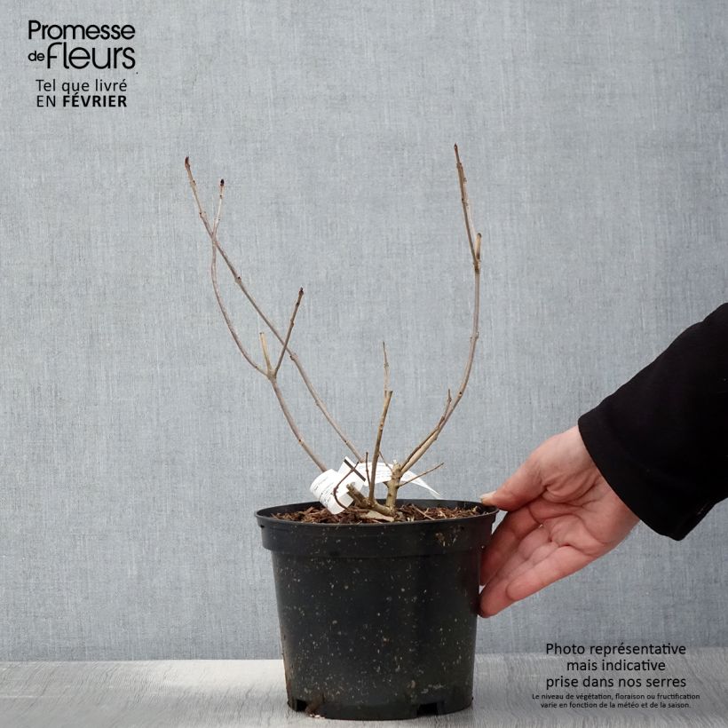 Example of Clerodendrum trichotomum Variegatum - Arbre du Clergé Pot van 3 l/4 l as you get in hiver