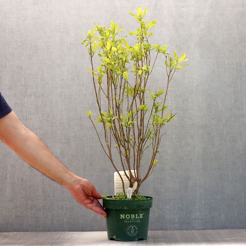 Exemplaar van Clethra alnifolia Anne Bidwell - Schijnels Pot van 2 l/3 l zoals geleverd in de zomer