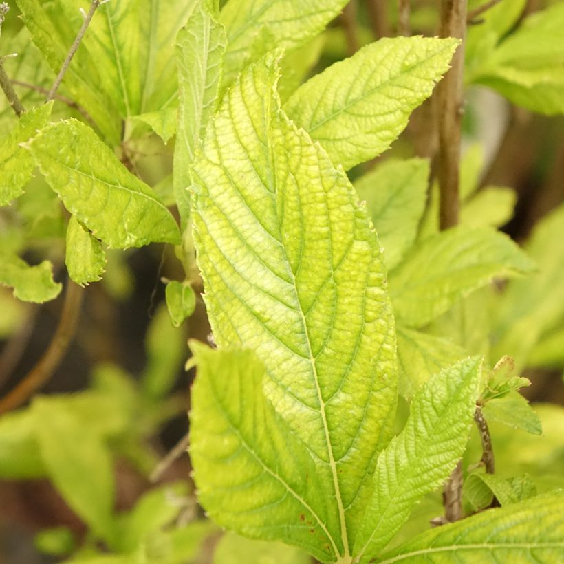 Clethra alnifolia Anne Bidwell - Schijnels (Blad)