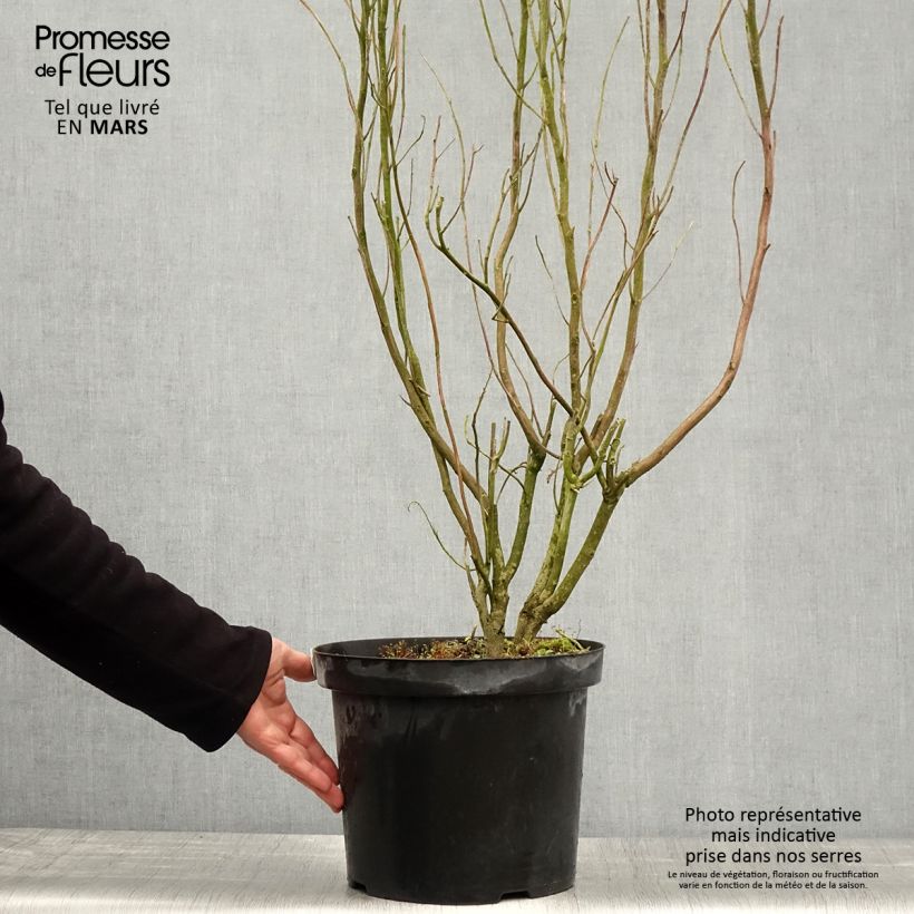 Exemplaar van Clethra alnifolia Anne Bidwell - Schijnels Pot van 7,5 l/10 l zoals geleverd in de lente