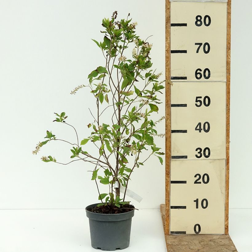 Exemplaar van Clethra alnifolia Pink Spire - Schijnels Pot van 3 l/4 l zoals geleverd in de zomer