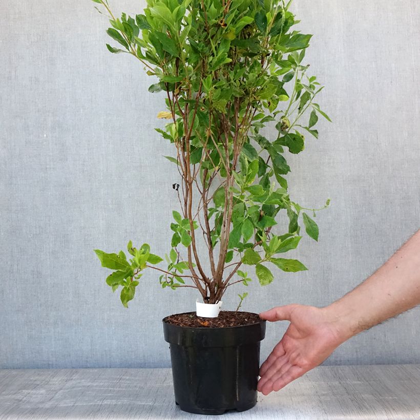 Exemplaar van Clethra alnifolia Vanilla Spice - Schijnels Pot van 2 l/3 l zoals geleverd in de zomer