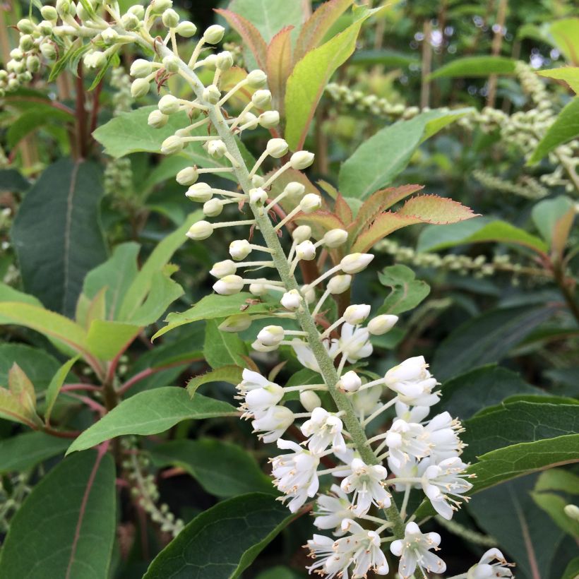 Clethra barbinervis Great Star - Schijnels (Flowering)