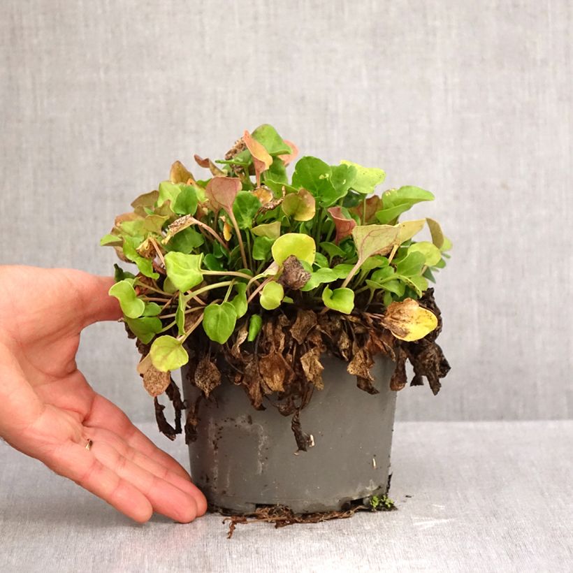 Exemplaar van Echt lepelblad Pot van 1,5 l/2 l zoals geleverd in de herfst