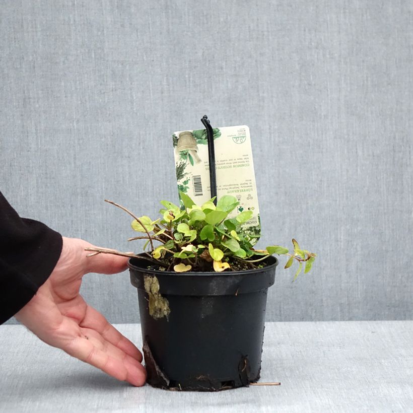 Exemplaar van Echt lepelblad Pot van 1,5 l/2 l zoals geleverd in de winter