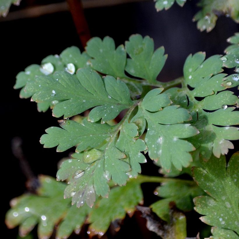 Dicentra formosa Luxuriant - Gebroken hartje (Foliage)