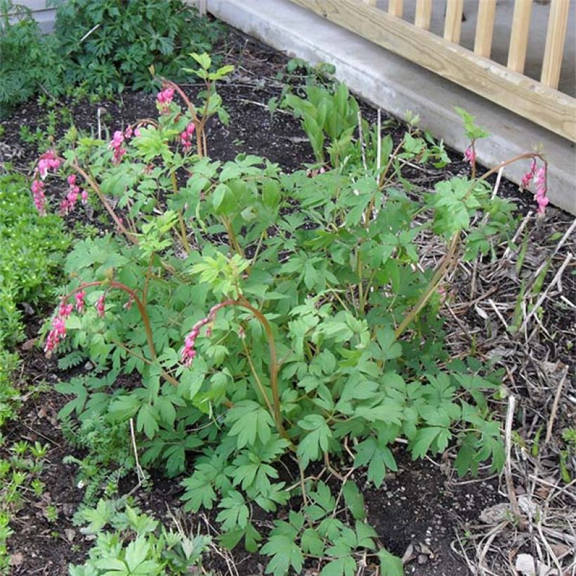 Dicentra spectabilis Roze - Gebroken hartje (Plant habit)