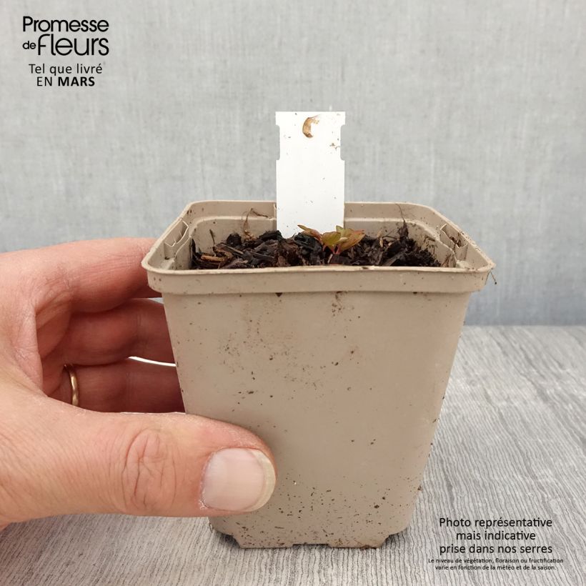 Exemplaar van Dicentra spectabilis Ruby Gold - Gebroken hartje Kweekpotje van 8/9 cm zoals geleverd in de lente