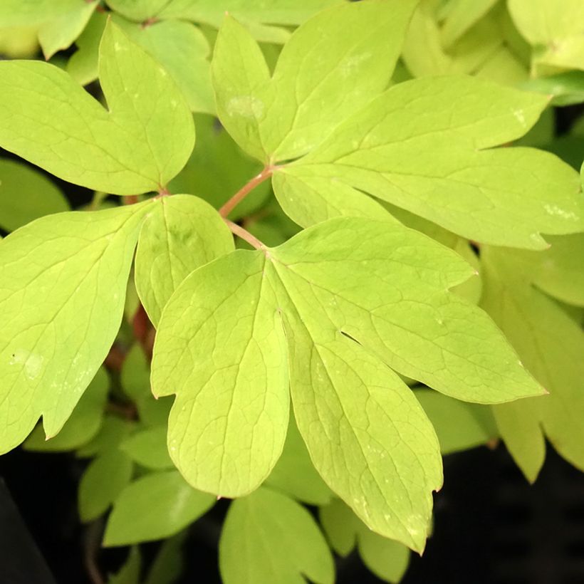 Dicentra spectabilis Ruby Gold - Gebroken hartje (Blad)