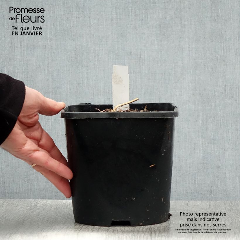 Example of Coeur de Marie - Dicentra spectabilis Yellow Leaf Pot van 3 l/4 l as you get in hiver