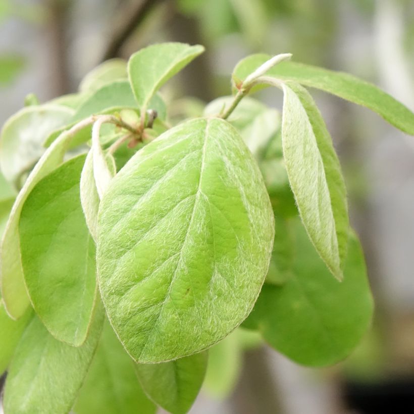 Kweepeer Aromatnaya (Blad)