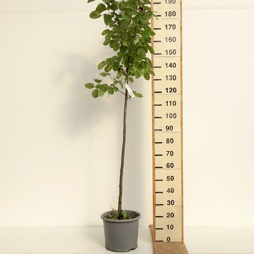 Exemplaar van Kweepeer Aromatnaya Pot van 12 l/15 l zoals geleverd in de zomer