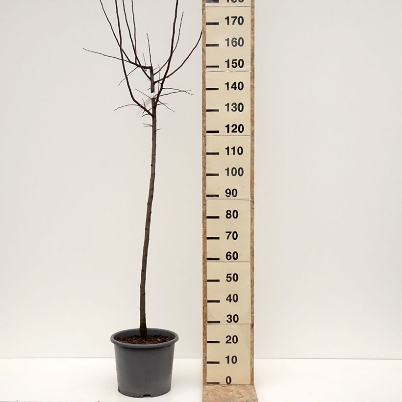 Exemplaar van Cognassier Aromatnaya - Cydonia oblonga Pot van 12 l/15 l zoals geleverd in de winter