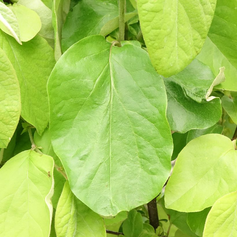 Kweepeer Leskovacz (Blad)