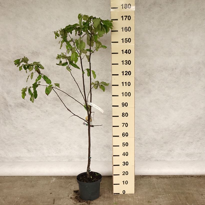 Exemplaar van Cydonia oblonga Vranja - Kweepeer Pot van 7,5 l/10 l, Half-hoge stam zoals geleverd in de lente